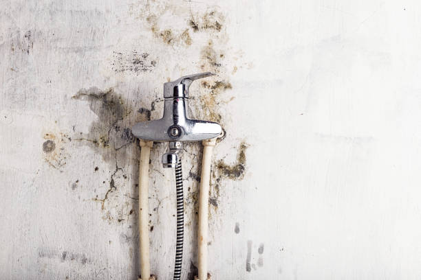 Best Mold Removal Company Near Me  in Wedgefield, SC