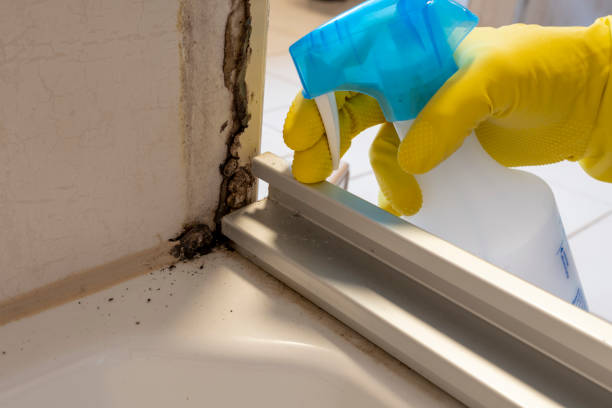 Professional Mold Removal in Wedgefield, SC