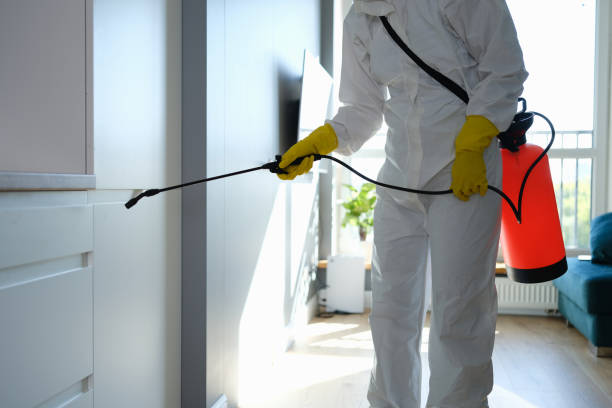 Best Affordable Mold Removal  in Wedgefield, SC