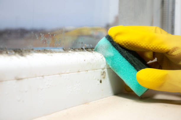 Mold Removal and Inspection in Wedgefield, SC