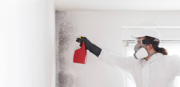 Best Mold Removal and Inspection  in Wedgefield, SC