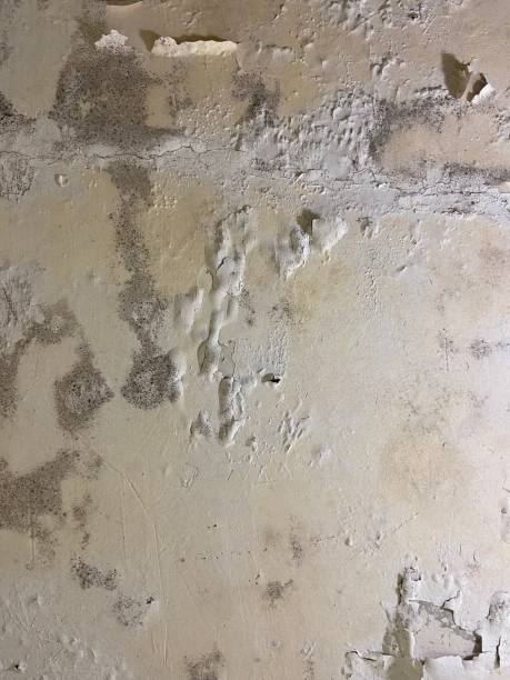 Best Mold Removal Near Me  in Wedgefield, SC