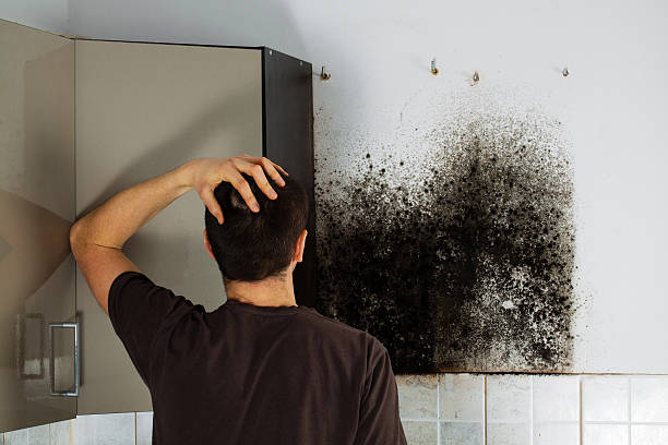 Best Residential Mold Removal  in Wedgefield, SC
