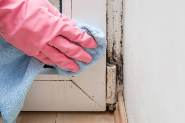 Best Mold Testing  in Wedgefield, SC