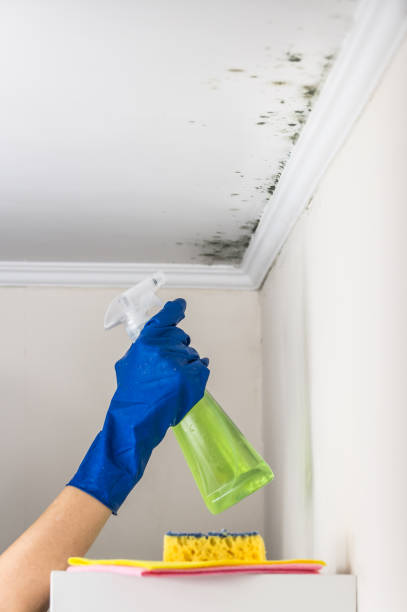 Crawl Space Mold Removal in Wedgefield, SC